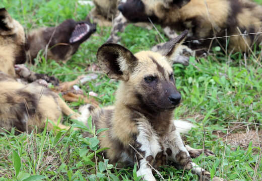 Young Wild Dog resting after a kill, South Africa