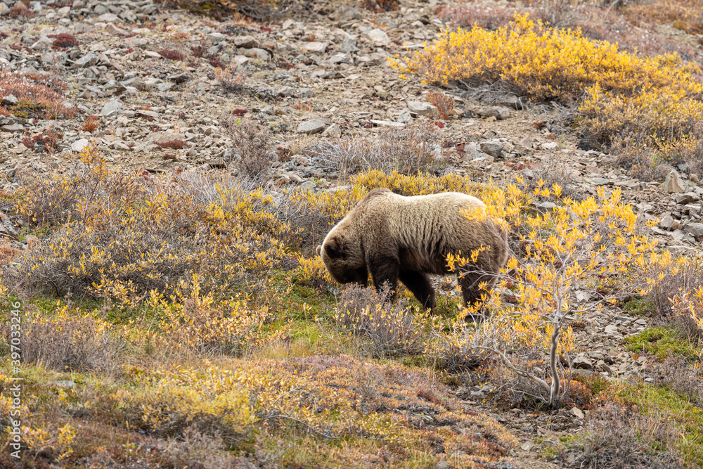 Canvas Prints Grizzly Bear in Denali National Park Alaska in Autumn