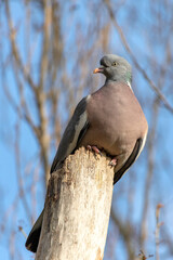 A Common Wood Pigeon sits perched on top of the remains of a dead tree trunk, which provides it with a good vantage point to overlook the terrain, during a warm sunny spring afternoon in England.
