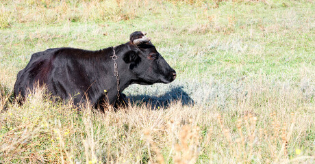 A black cow with big eyes is resting lying in the dense grass on a sunny day.