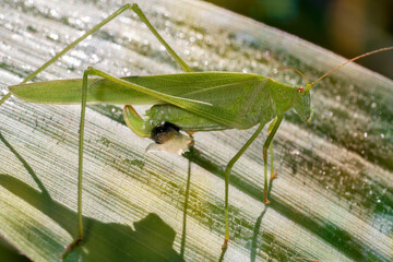 Phaneroptera falcata, the sickle-bearing bush-cricket, female.