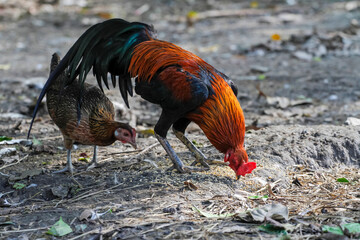 fighting cock eat food in farm at thailand