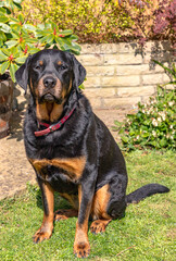 Meghan, a middle aged Rottweiler bitch, sits in her garden taking full advantage of the spring sun and warm temperatures in England.