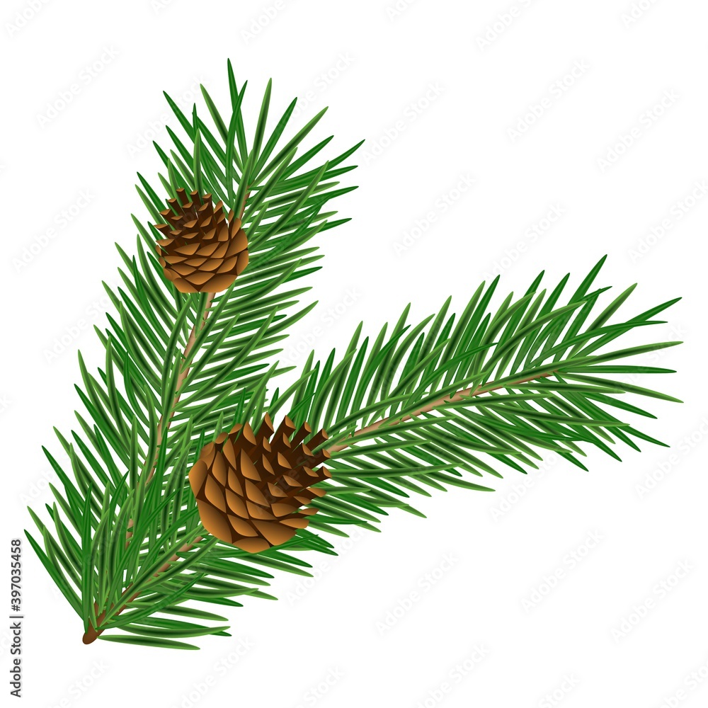 Poster realistic pine branch with cones isolated on white background. evergreen forest plants. vector spruc