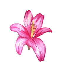 Watercolour drawing of pink lily isolated on white background.