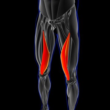 Vastus Medialis Muscle Anatomy For Medical Concept 3D Illustration