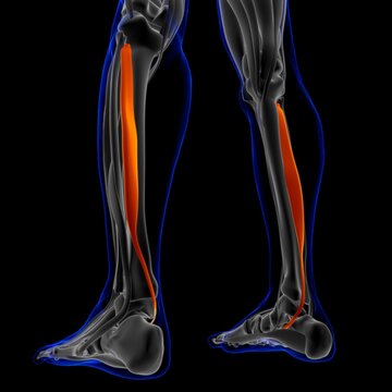 Tibialis Posterior Muscle Anatomy For Medical Concept 3D Illustration