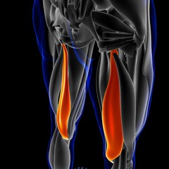 Semimembranosus Muscle Anatomy For Medical Concept 3D Illustration