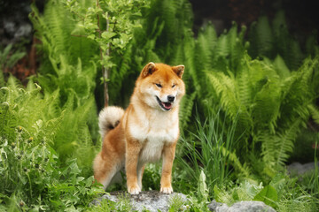 Beautiful shiba inu dog standing in the forest at golden sunset. Cute Red shiba inu female on Green fern background