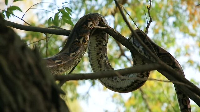 The Python quickly crawls along the branches of trees in search of prey. Animal wildlife background concept and free space for text
