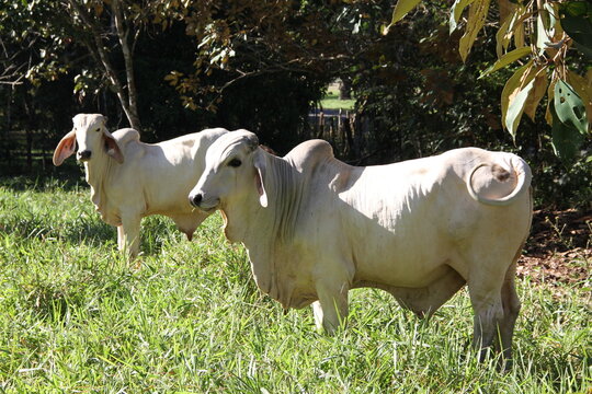 cows feeding on farm, livestock