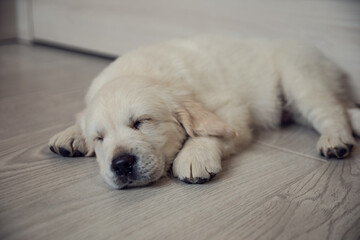 golden retriever puppy sleeping on the floor