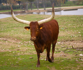 Watusi cow standing in the road of a safari.