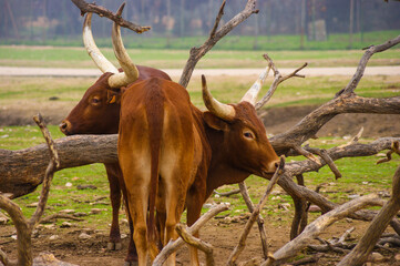 Male and female watusi in a safari.