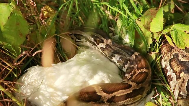 A large snake Wraps itself Around its prey. Python eats a chicken. Animal wildlife background