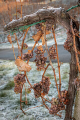 iced grapes for ice wine in vineyard in southern styria, an old wine growing country in austria