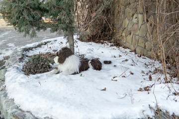 A dog lying on the snow under a coniferous tree near a stone wall