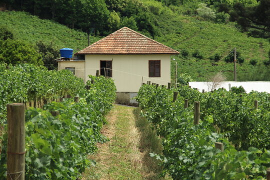 interior of Vale dos Vinhedos 