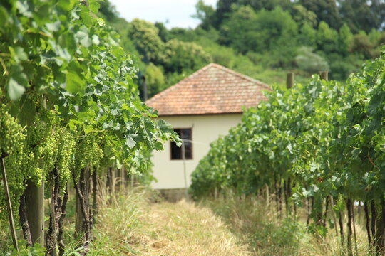 interior of Vale dos Vinhedos 
