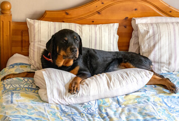 Megan, a middle-aged Rottweiler makes herself comfortable on the bed. 