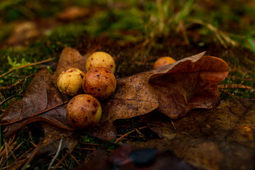 Orange balls growing on leaf