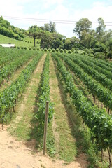 Fototapeta na wymiar vineyards in the Vale dos Vinhedos