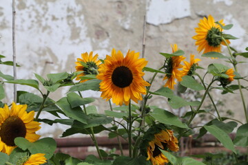 A closeup view of colourful yellow sunflowers growing in a garden beside an old wall in Wales, UK.