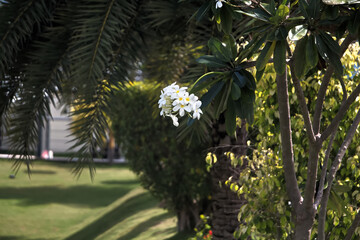 trees in the garden