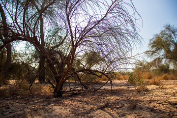 Dried out bush in deserted area. Outdoors