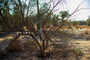 Dried out bush in deserted area. Outdoors