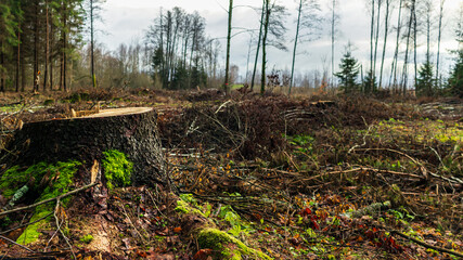 Sawn forest tree stump with moss