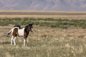 Fototapeta na wymiar Wild horse Foal in Spring in the Utah Desert