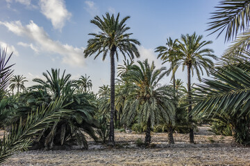 Fototapeta na wymiar Spain city of Elche (Elx) is famous for the palm tree forests. Palmeral of Elche (or Palm Grove of Elche, about 70,000 palms) - the most southern palm grove in Europe. Elche, Spain.
