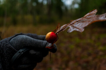 Orange balls growing on leaf