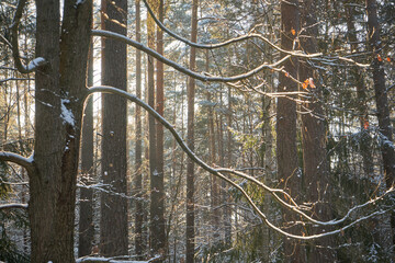 zimowe drzewa i gałęzie © Marcin Łazarczyk