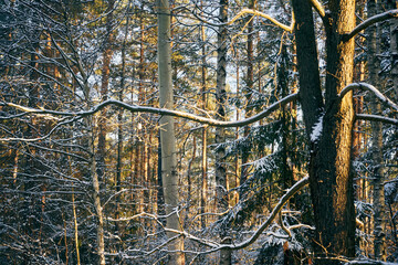 zimowe drzewa i gałęzie © Marcin Łazarczyk