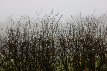 View through bushes in winter with feint green grass and blurred trees beyond