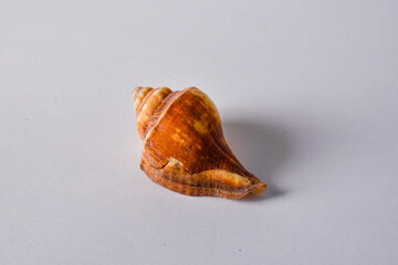 Shells for background