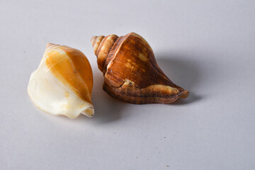 Shells for background