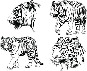 set of vector drawings on the theme of predators tigers are drawn by hand with ink tattoo logos