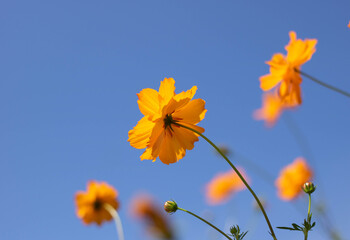 yellow flower on blue sky background