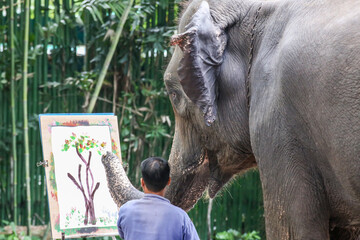 Thai elephants use their trunk to draw a tree on white paper.