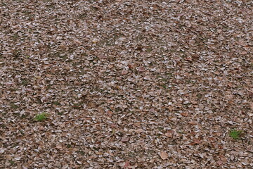 枯葉の絨毯