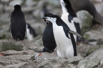 Fototapeta na wymiar South Orkney Islands chinstrap penguin close up on a cloudy winter day