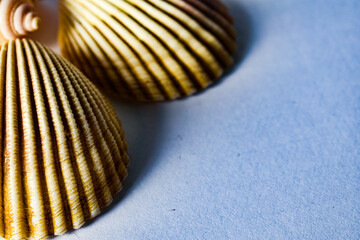 Shells for background