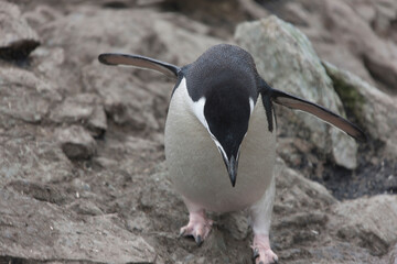 Fototapeta premium South Orkney Islands chinstrap penguin close up on a cloudy winter day