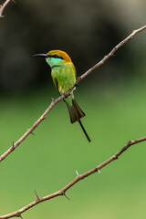 Green bee eater_Merops orientalis