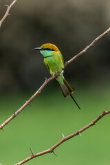 Green bee eater_Merops orientalis