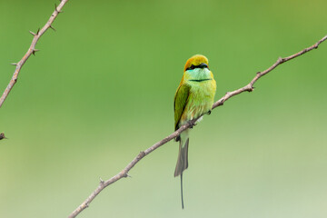 Green bee eater_Merops orientalis