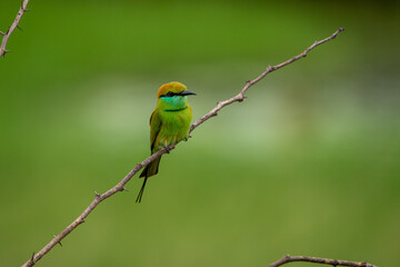 Green bee eater_Merops orientalis